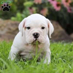 Leo, Beabull Puppy